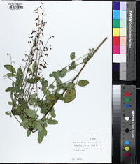 Desmodium tortuosum image