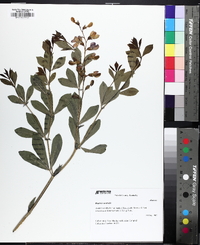 Baptisia australis image