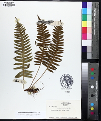 Polypodium appalachianum image