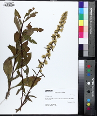 Solidago erecta image