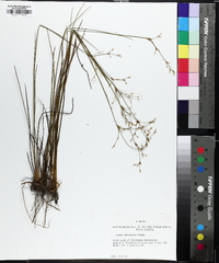 Juncus abortivus image