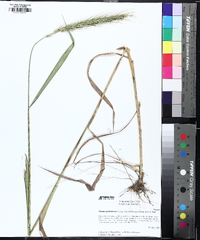 Elymus glabriflorus image