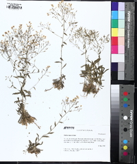 Draba ramosissima image