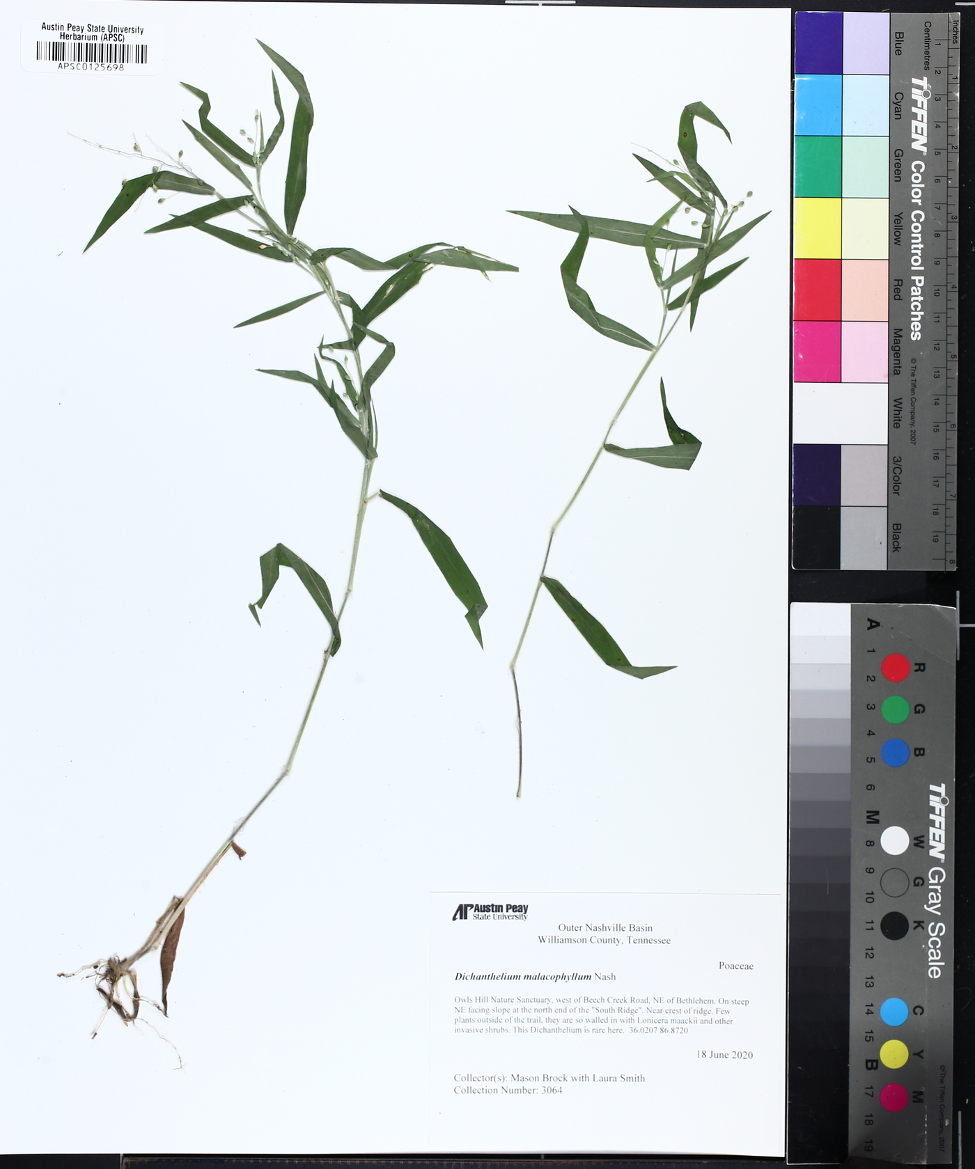 Dichanthelium malacophyllum image