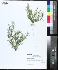 Polypremum procumbens image