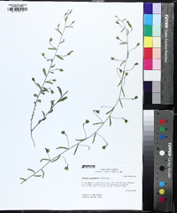 Stylisma angustifolia image
