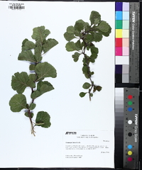 Crataegus lassa image