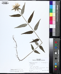 Monarda brevis image