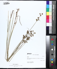 Juncus scirpoides image