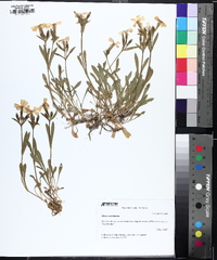 Silene caroliniana image