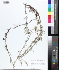 Eriophyllum lanatum image