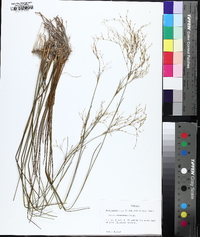 Juncus abortivus image