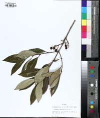 Osmanthus americanus image