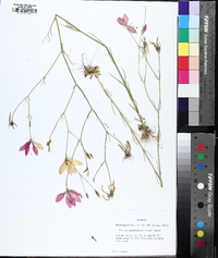 Sabatia grandiflora image