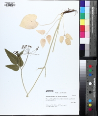 Thaspium trifoliatum image