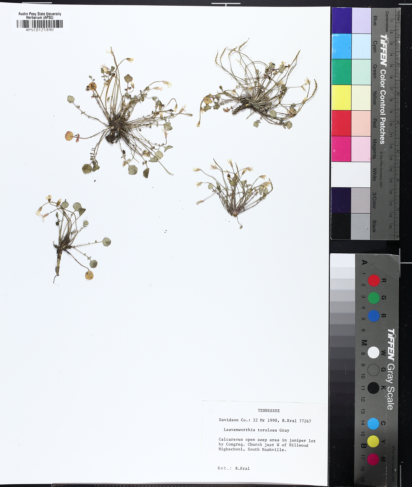 Leavenworthia torulosa image