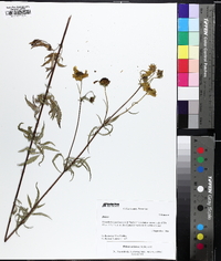 Bidens aristosa image