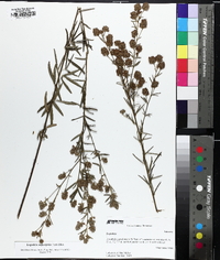 Lespedeza angustifolia image