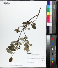 Aronia × prunifolia image