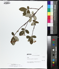 Aronia × prunifolia image