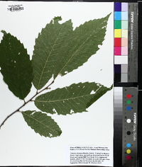 Castanea dentata image