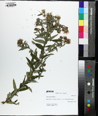 Symphyotrichum novae-angliae image