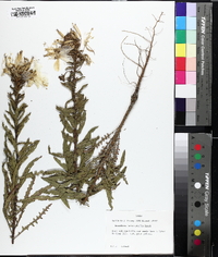 Oenothera heterophylla image