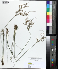 Juncus anthelatus image