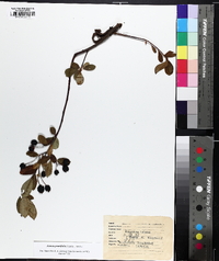 Aronia × prunifolia image