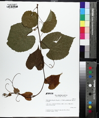 Vitis baileyana image