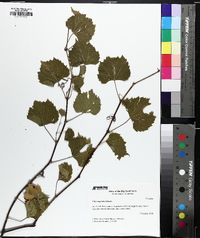 Vitis rupestris image