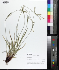 Carex purpurifera image