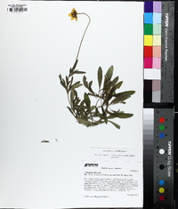 Coreopsis debilis image