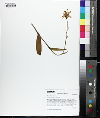 Platanthera ciliaris image