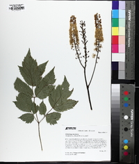 Actaea racemosa image