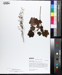Heuchera macrorhiza image