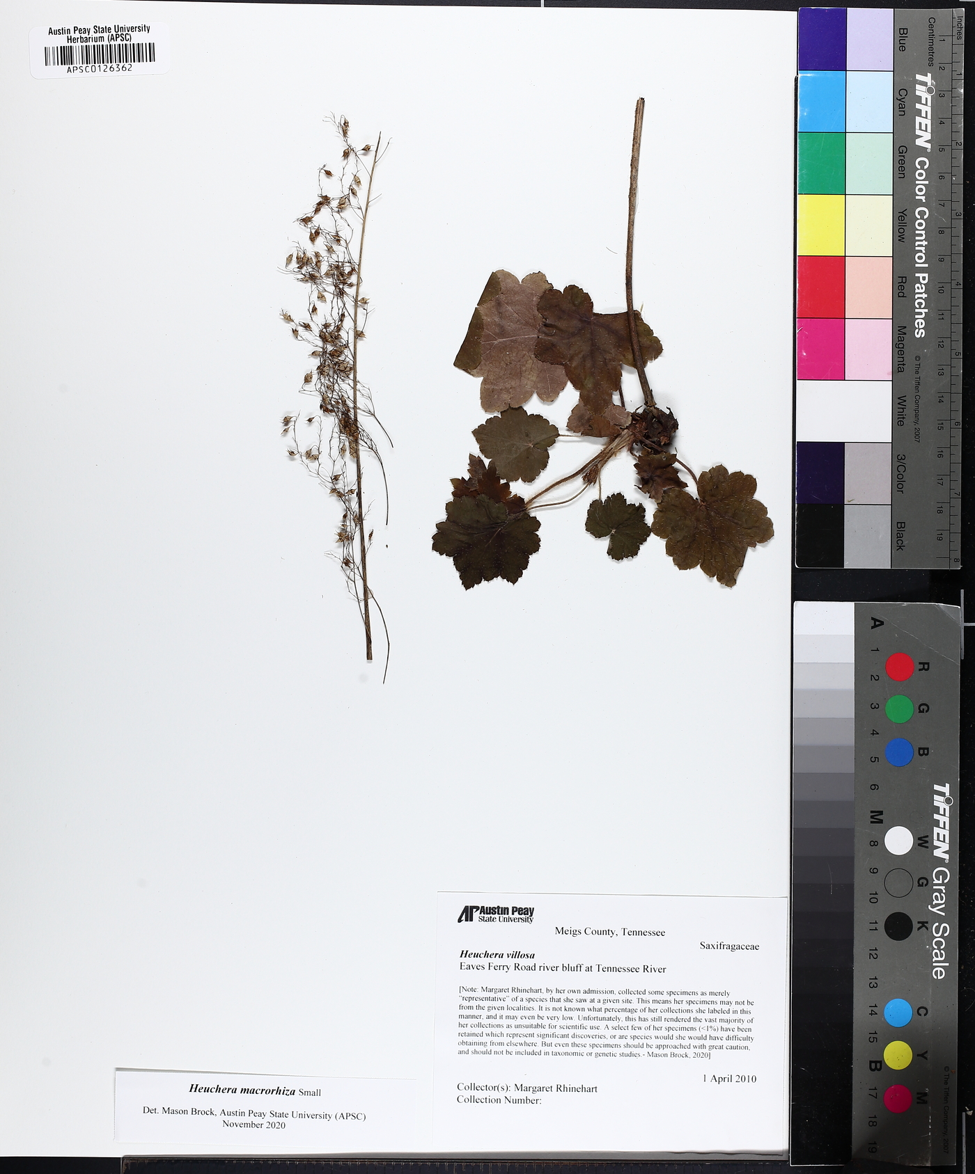 Heuchera macrorhiza image