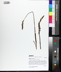 Spiranthes vernalis image