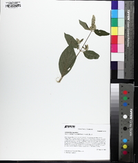 Achyranthes japonica image