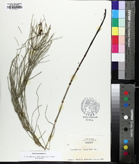 Equisetum palustre image