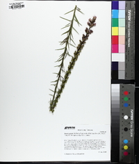 Liatris spicata image