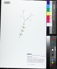 Stellaria graminea image
