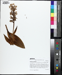 Platanthera grandiflora image