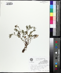 Phacelia purshii image