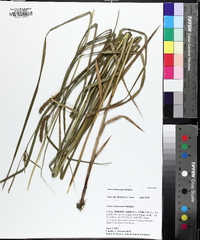 Carex trichocarpa image