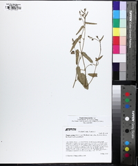 Tragia betonicifolia image