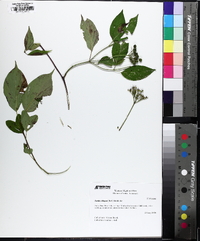 Cornus amomum subsp. obliqua image