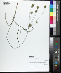 Cyperus retrofractus image