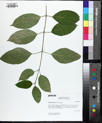 Cornus amomum subsp. obliqua image