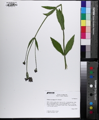 Verbena incompta image